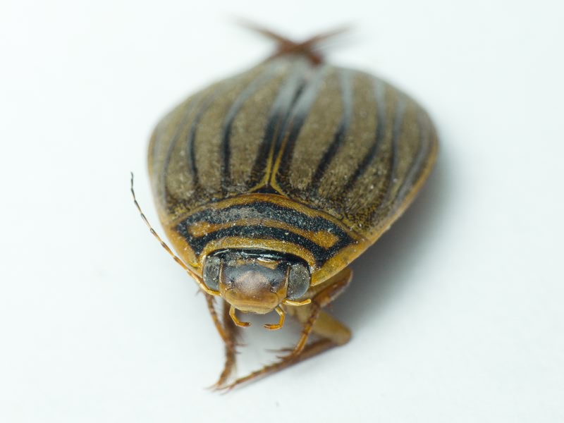 Acilius (Acilius) canaliculatus (Nicolai, 1822)